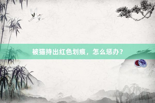被猫持出红色划痕，怎么惩办？
